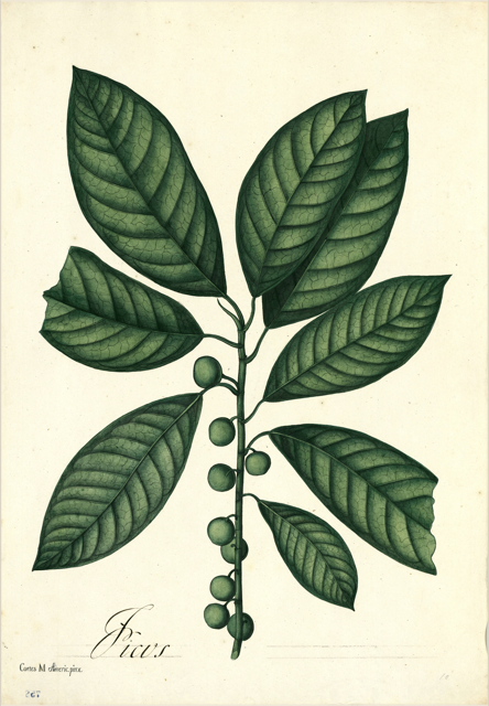 Ilustración botánica de Coffea arabica