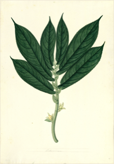Ilustración botánica de Columnea scandens
