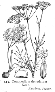 Conopodium
