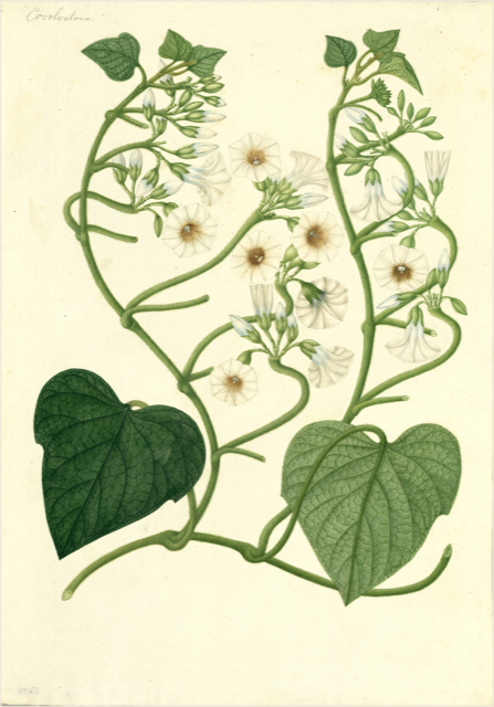 Ilustración botánica de Convolvulus dissectus