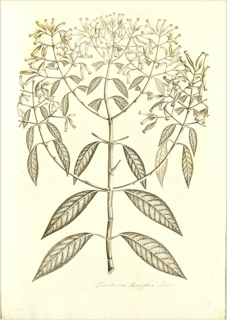 Ilustración de Laurel