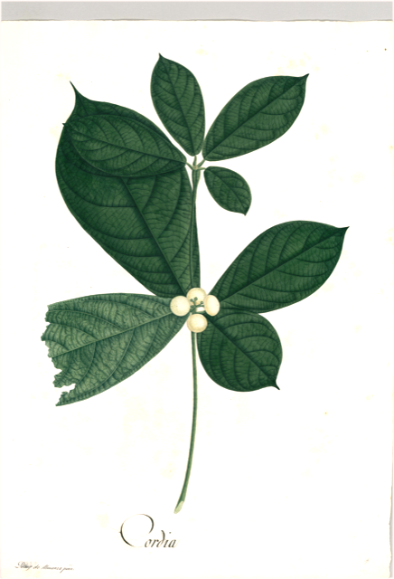 Ilustración botánica de Cordia verbenacea