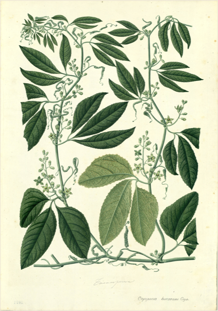 Ilustración botánica de Coutarea hexomera