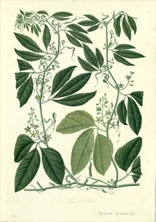 Ilustración botánica de Copalchi