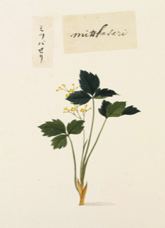 Cryptotaenia japonica