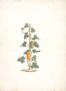 Cucumis