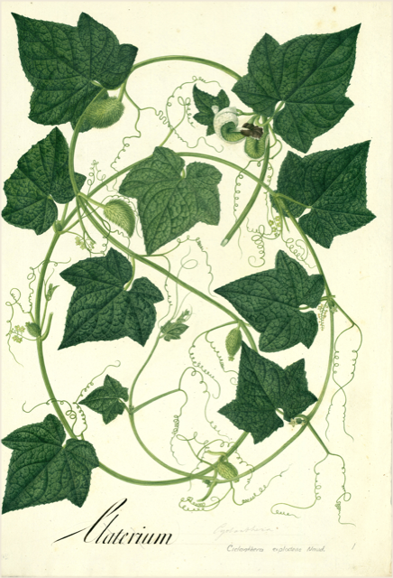 Ilustración botánica de Cucurbita pepo