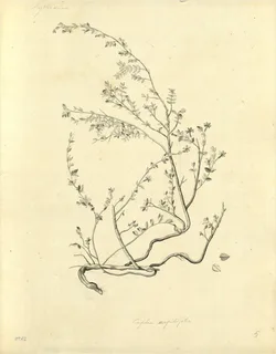 Ilustración de Hierba del Cáncer