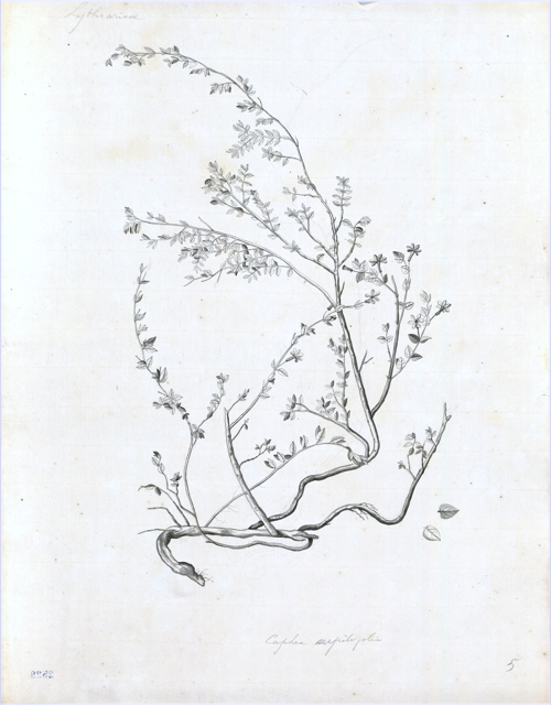 Ilustración botánica de Cuphea racemosa