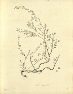 Ilustración botánica de Cuphea racemosa