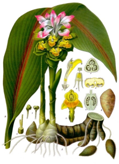 Ilustración botánica de Curcuma zedoaria
