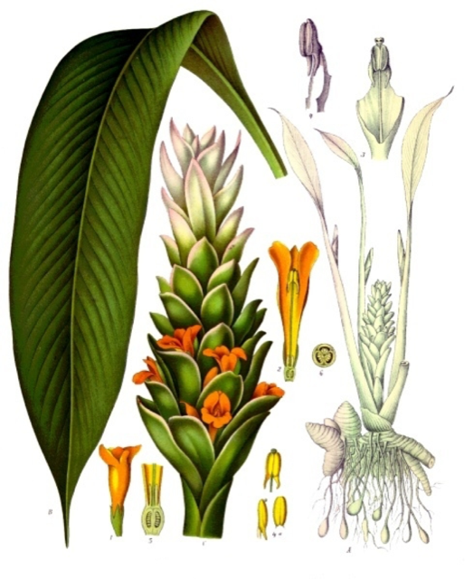 Ilustración botánica de Curcuma longa