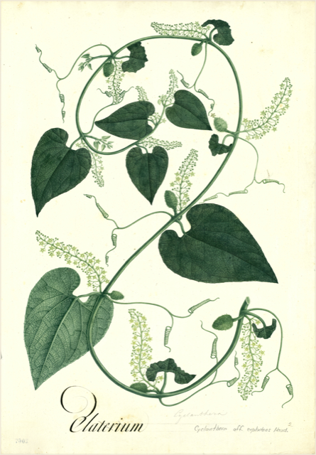 Ilustración botánica de Cyclanthera pedata
