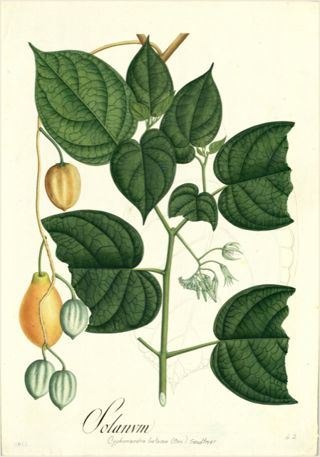 Ilustración botánica de Cyphomandra betacea