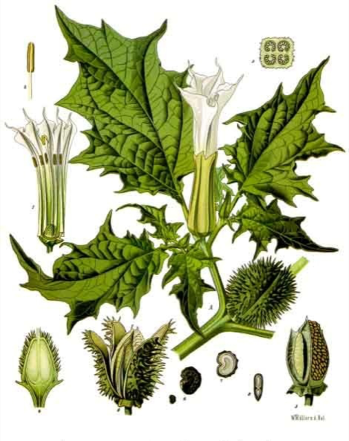Ilustración botánica de Datura stramonium