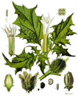 Ilustración botánica de Toloache
