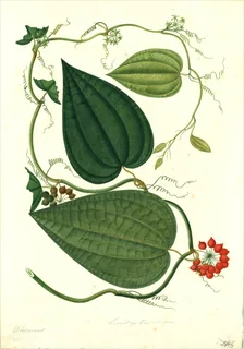 Ilustración botánica de Barbasco mexicano