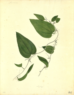 Ilustración botánica de Barbasco