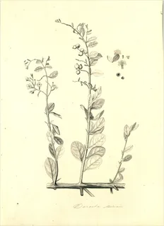 Ilustración botánica de Duranta