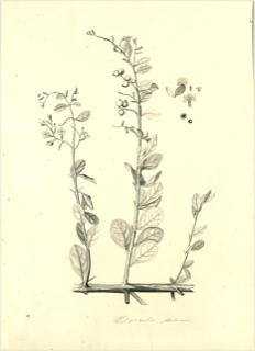 Ilustración botánica de Duranta triacantha