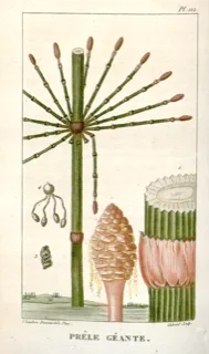 Ilustración de Cola de caballo