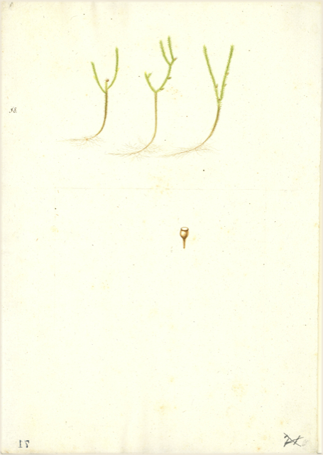 Ilustración botánica de Equisetum hyemale