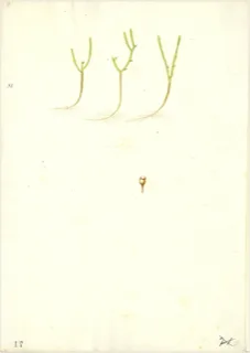 Ilustración de Cola de caballo