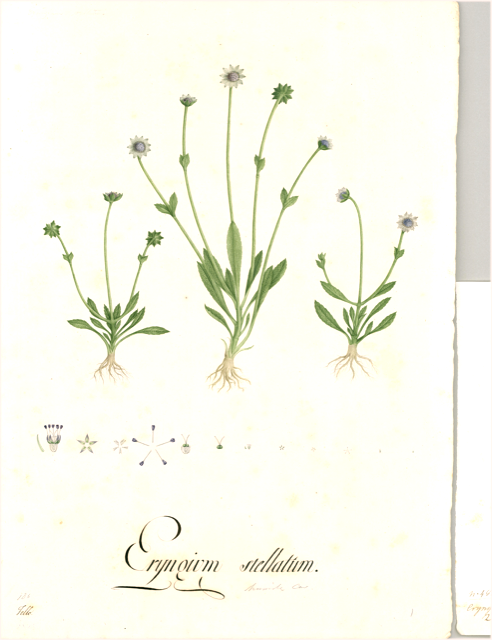 Ilustración botánica de Eryngium carlinae