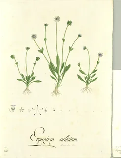 Ilustración botánica de Cabezona