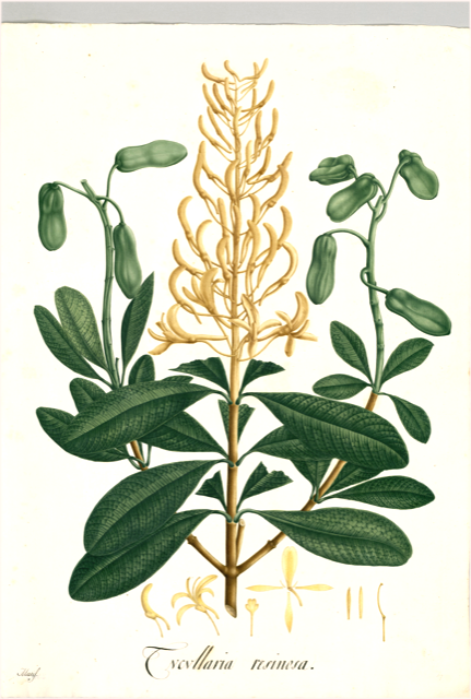 Ilustración botánica de Erythrina americana
