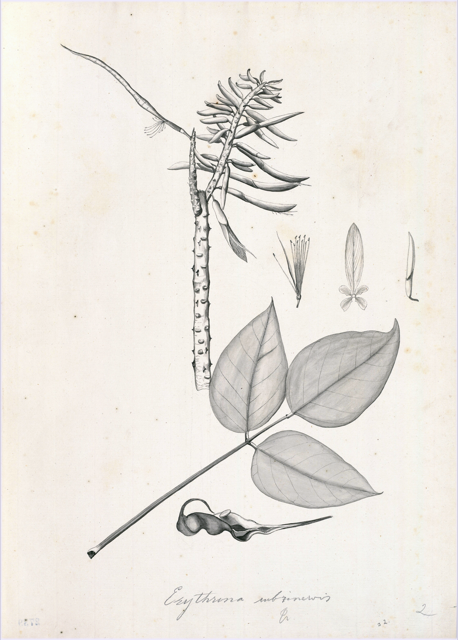 Ilustración botánica de Erythrina berteroana