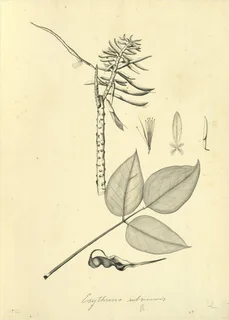 Ilustración botánica de Pito