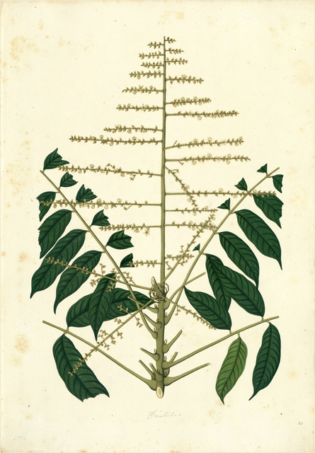 Ilustración botánica de Erythrina falcata