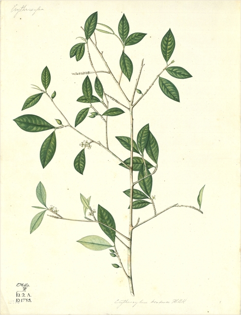Ilustración botánica de Erythrina mulungu