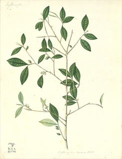 Mulungu