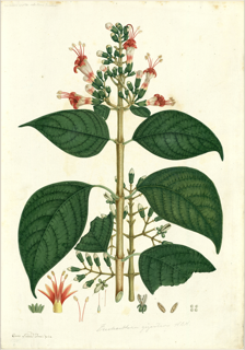 Ilustración de Coca colombiana