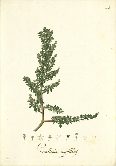 Ilustración botánica de Escallonia resinosa