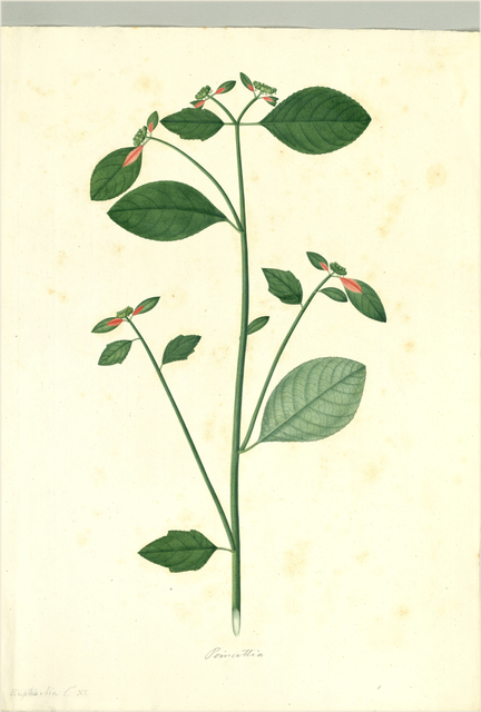 Ilustración botánica de Euphorbia lancifolia