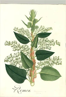 Ilustración botánica de Euphorbia