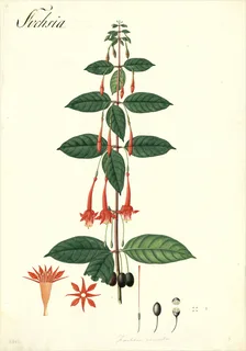 Ilustración botánica de Fuchsia denticulata