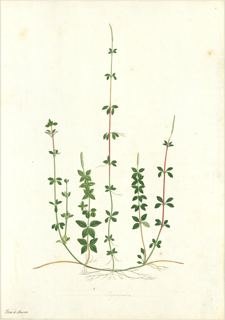 Ilustración botánica de Galium aparine