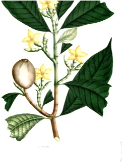 Ilustración botánica de Jagua