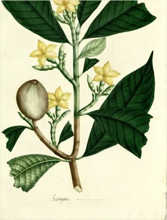 Ilustración botánica de Huito de altura