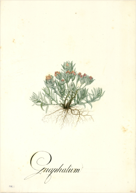 Ilustración botánica de Gnaphalium dombeyanum