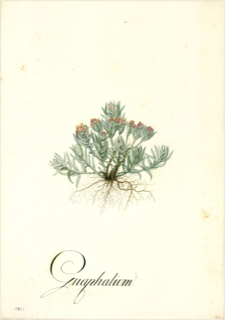 Ilustración botánica de Gnaphalium dombeyanum