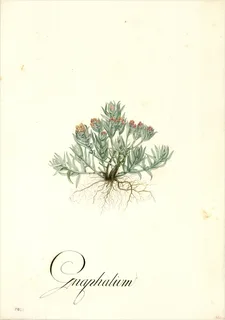 Ilustración botánica de Gordolobo