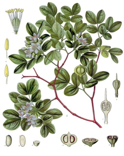 Ilustración botánica de Guaiacum officinale