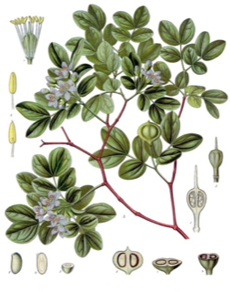 Ilustración de Guayacán