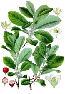 Ilustración botánica de Ilex guayusa