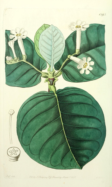 Ilustración botánica de Guettarda combsii
